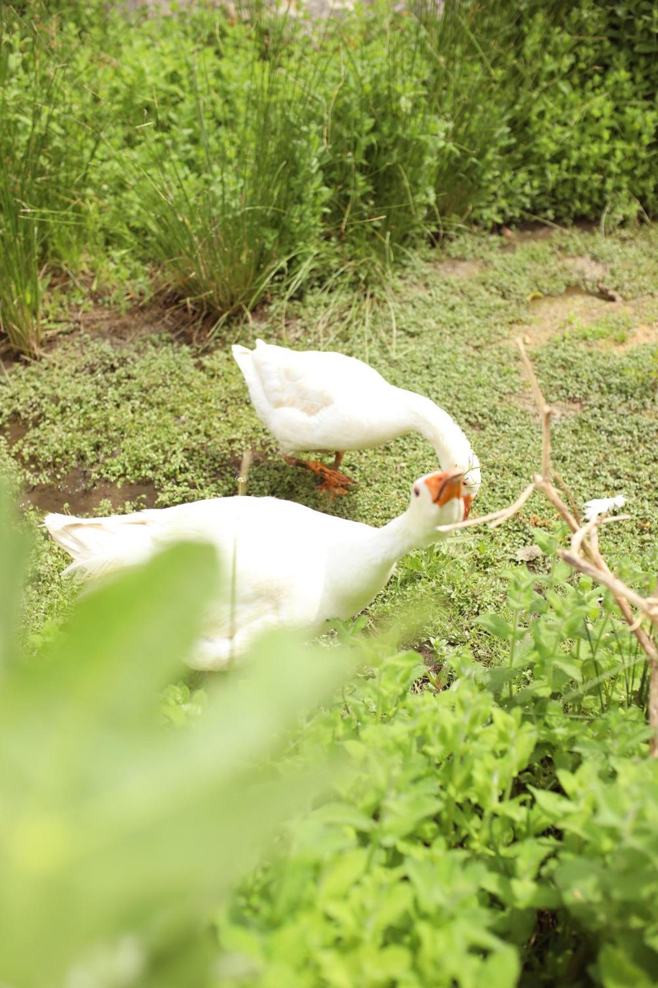 São Brás Do Regedouro - Turismo Na Aldeia Agroturismo